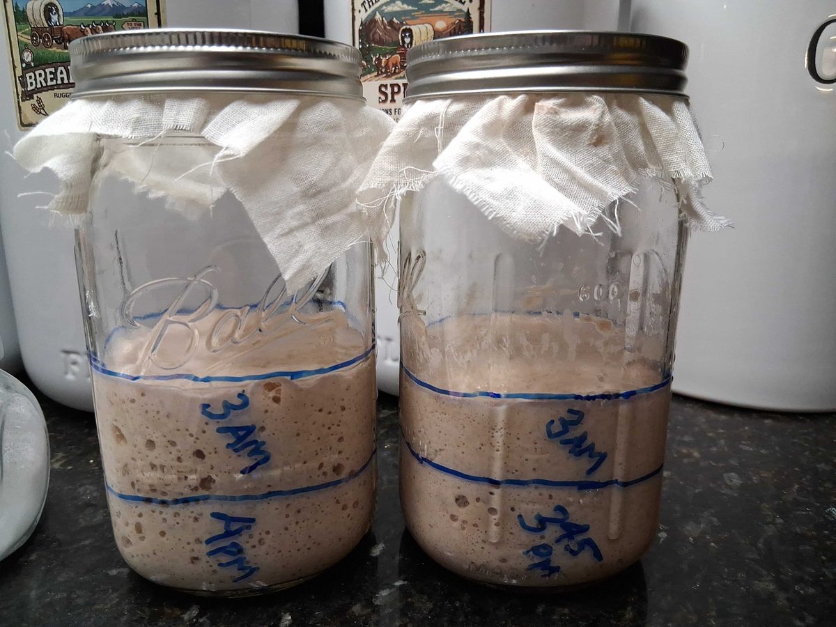 Levain at peak — two batches